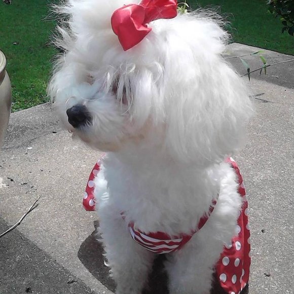 Meet your Posher, Maritza. - Picture 4 of 7